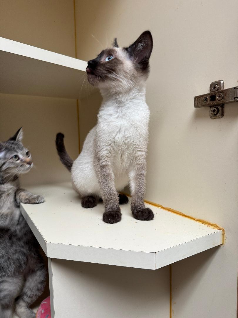 Sandstone, adopted, Young Male Siamese.