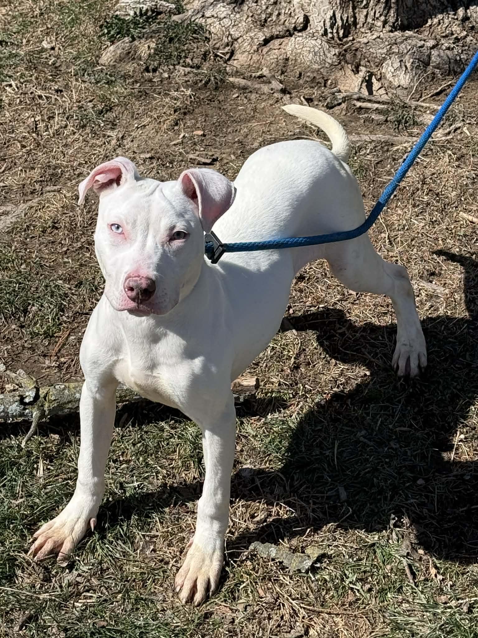 Blanco, an adopted mixed breed in Springfield, IL image 2/2