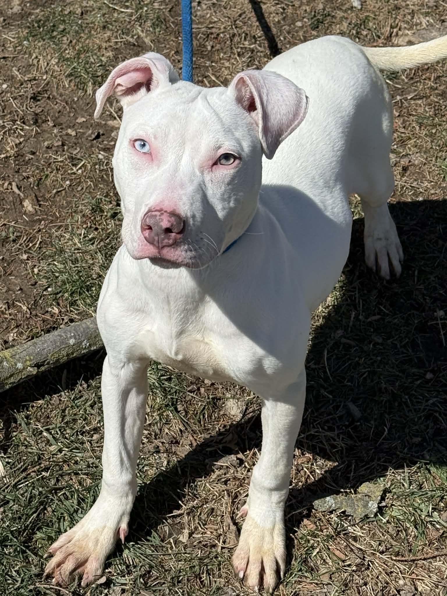 Blanco, adopted, Puppy Female Pit Bull Terrier.