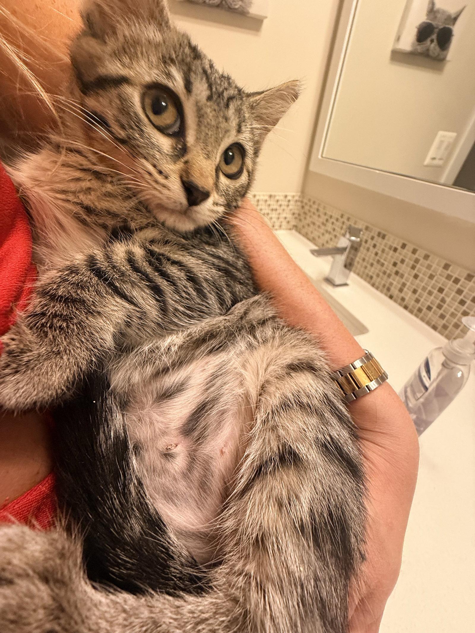 Mabelita, Adopted, Young Female Domestic Short Hair.