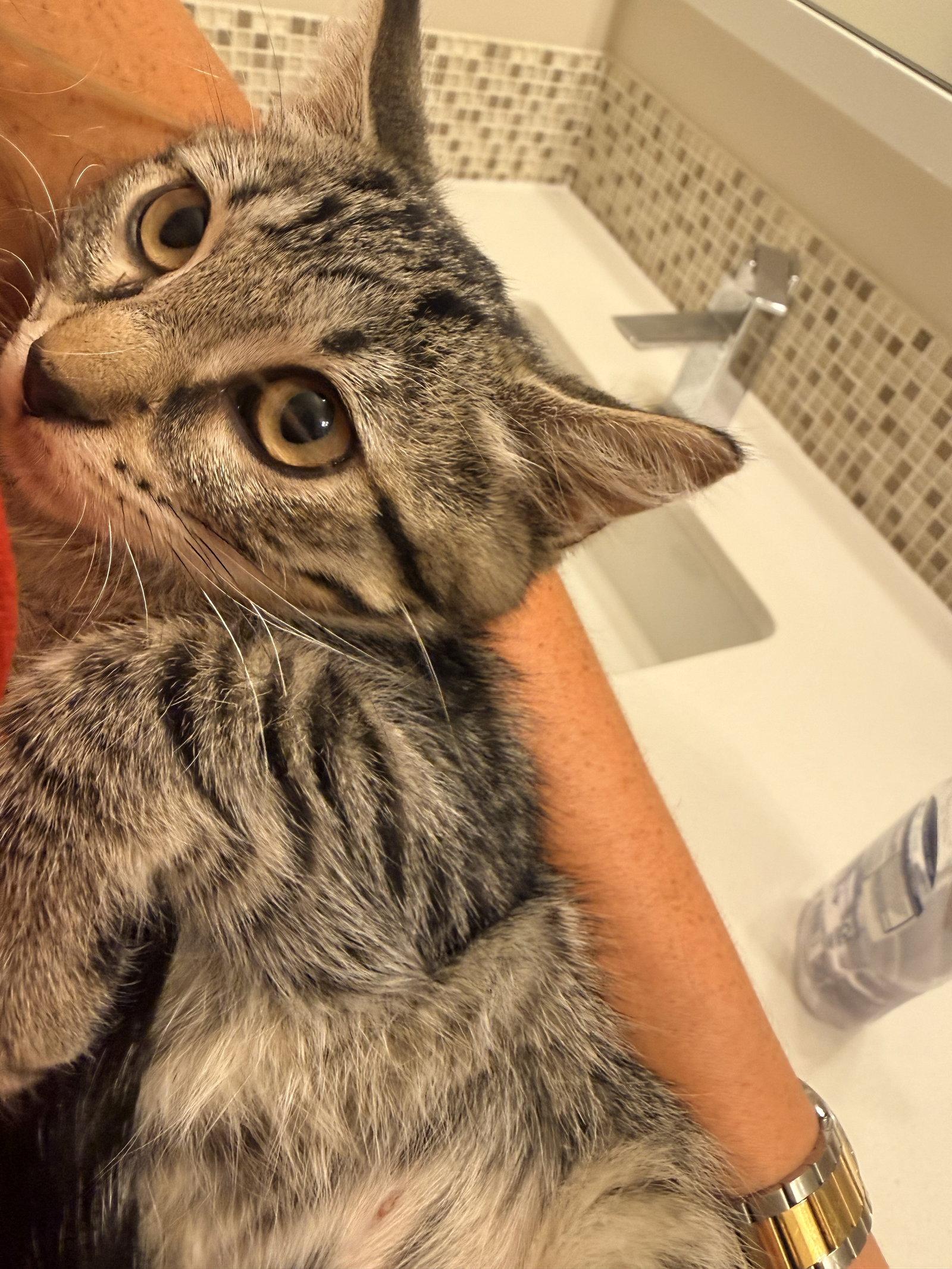 Mabelita, a Adopted Domestic Short Hair in Aurora, CO image 2/3