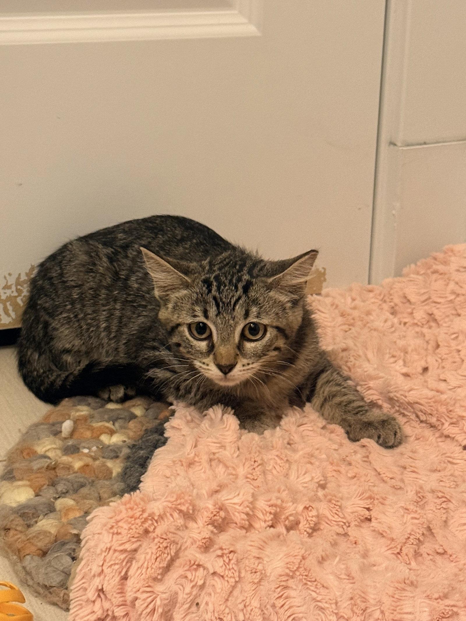 Mabelita, a Adopted Domestic Short Hair in Aurora, CO image 3/3