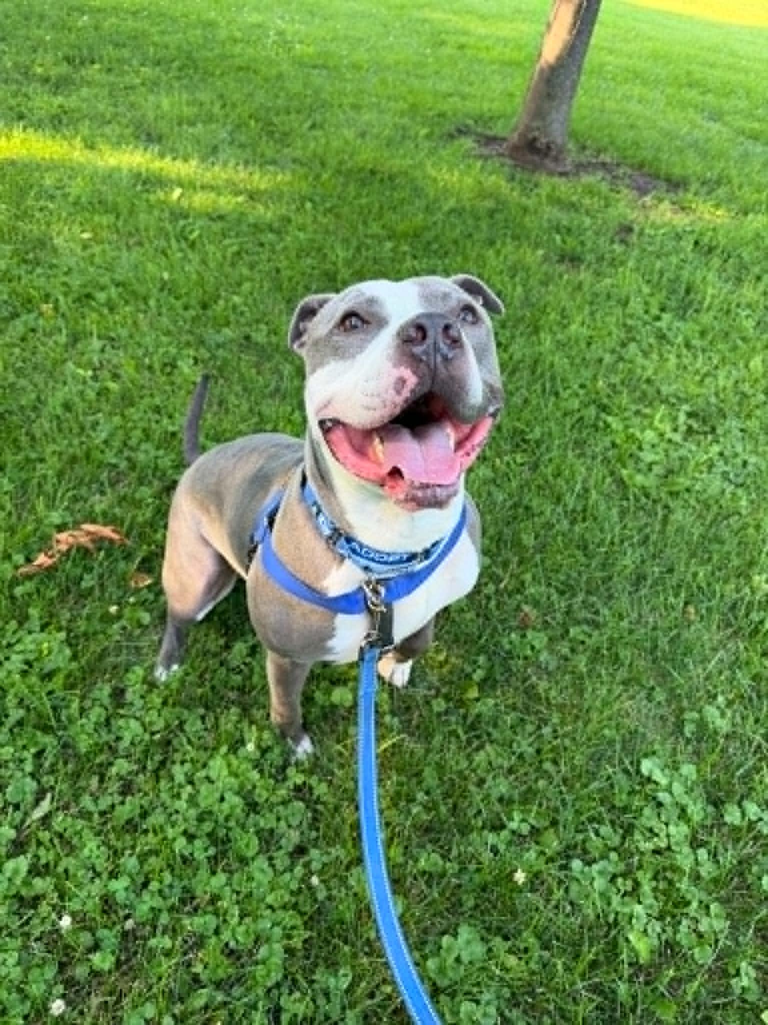 Atlas, a ADOPTABLE mixed breed in Janesville, WI image 2/6