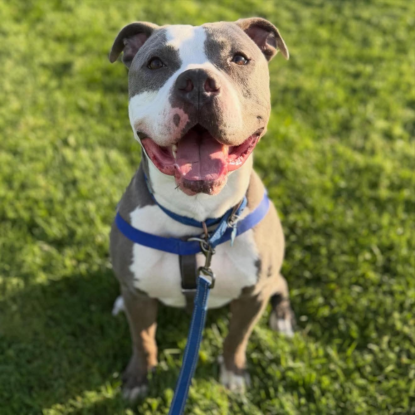 Atlas, ADOPTABLE, Adult Female American Staffordshire Terrier.