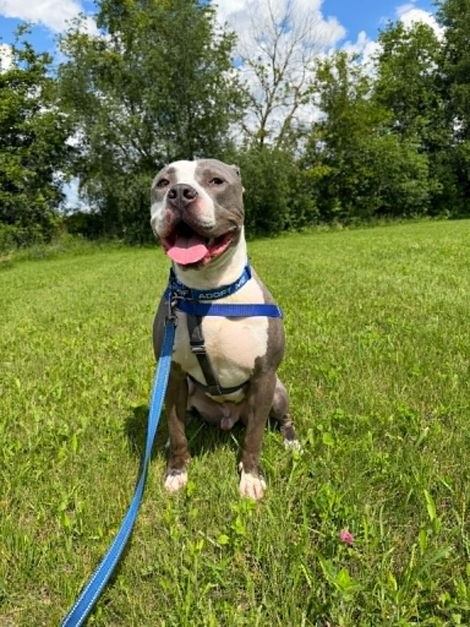 Atlas, a ADOPTABLE mixed breed in Janesville, WI image 3/6