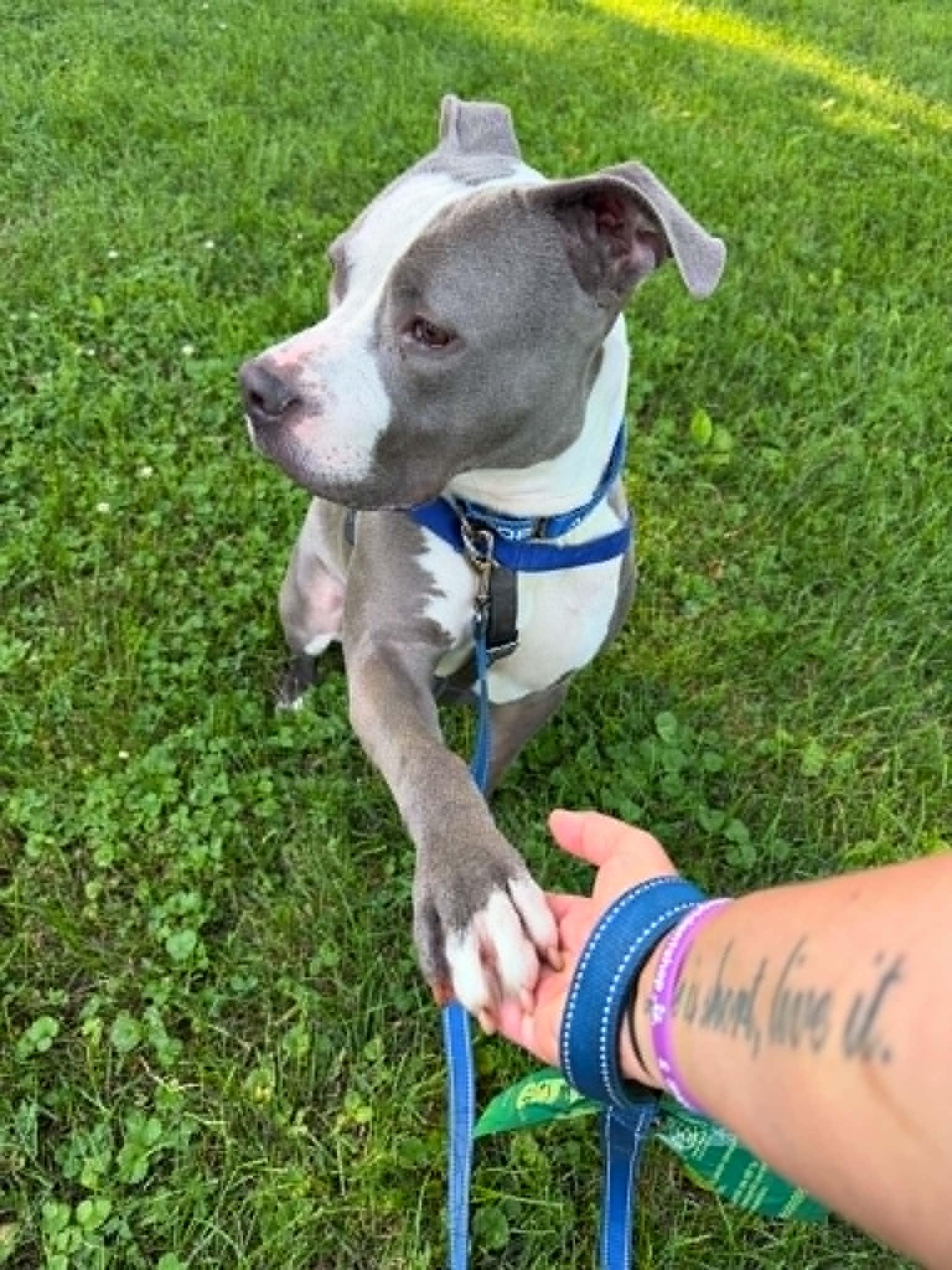 Atlas, a ADOPTABLE mixed breed in Janesville, WI image 4/6