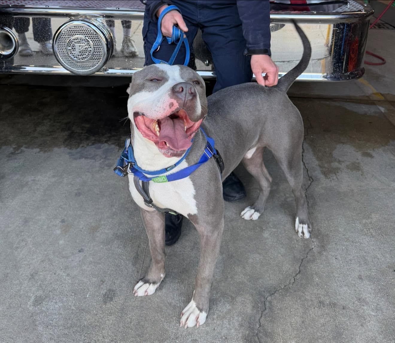 Atlas, a ADOPTABLE mixed breed in Janesville, WI image 5/6