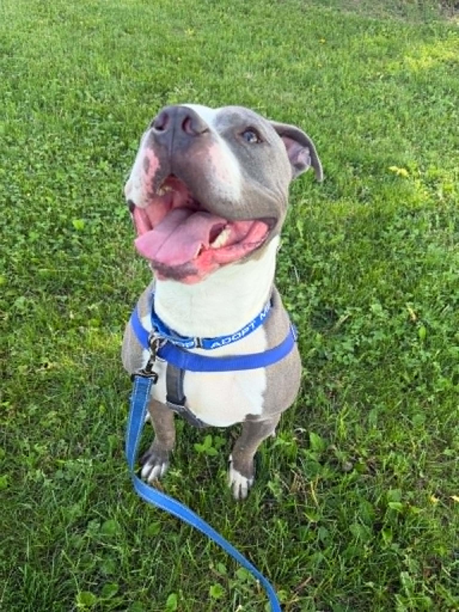 Atlas, a ADOPTABLE mixed breed in Janesville, WI image 6/6
