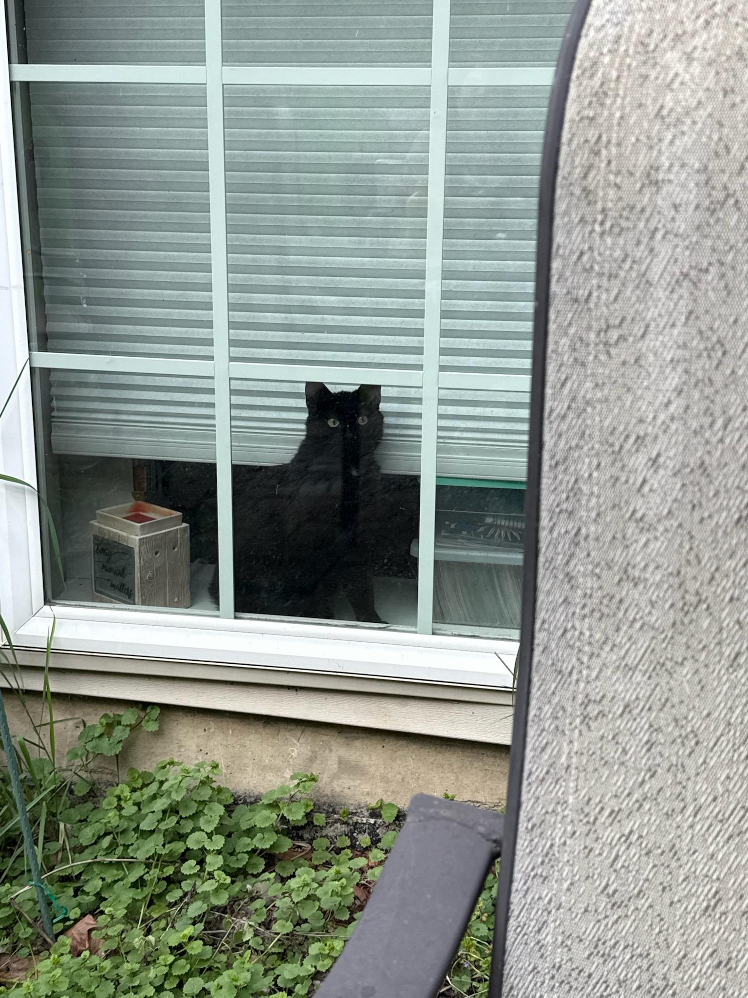 Magick, a Adoptable Domestic Short Hair image 1/6