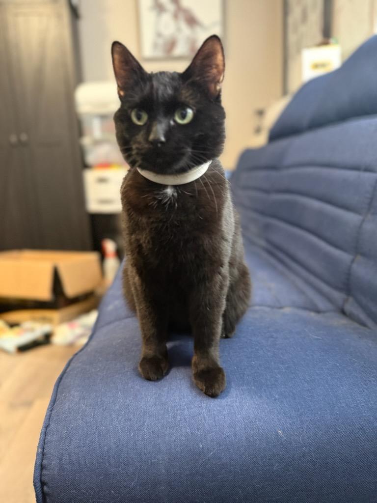 Magick, a Adoptable Domestic Short Hair image 4/6