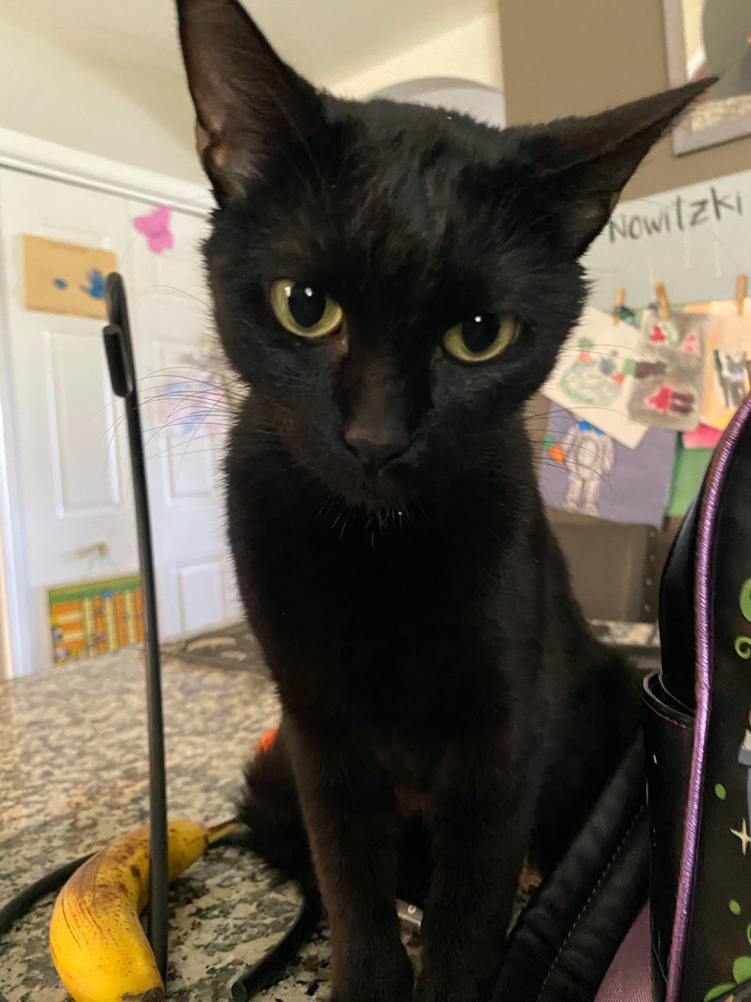 Magick, a Adoptable Domestic Short Hair image 3/6