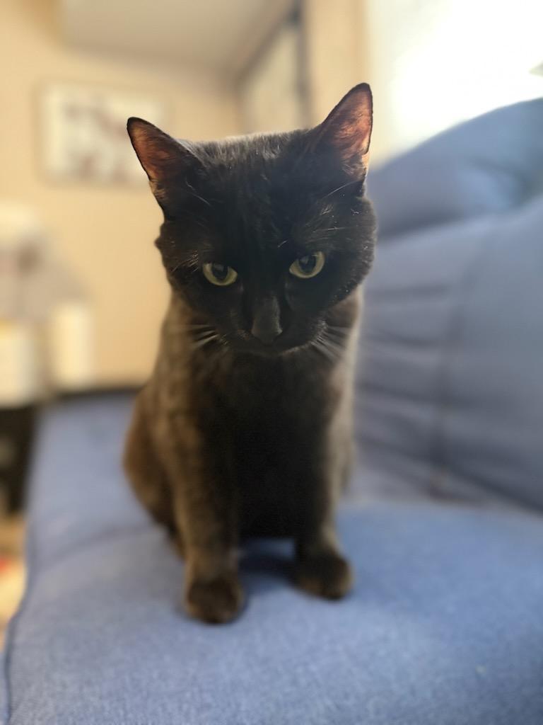 Magick, a Adoptable Domestic Short Hair image 6/6