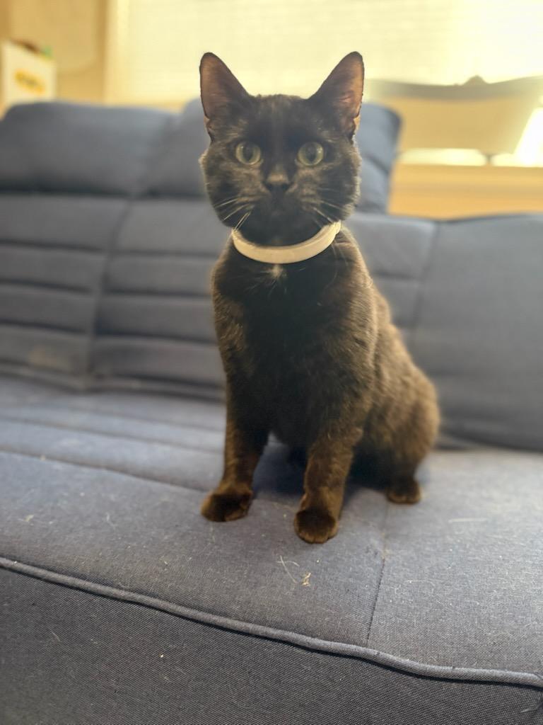 Magick, a Adoptable Domestic Short Hair image 2/6