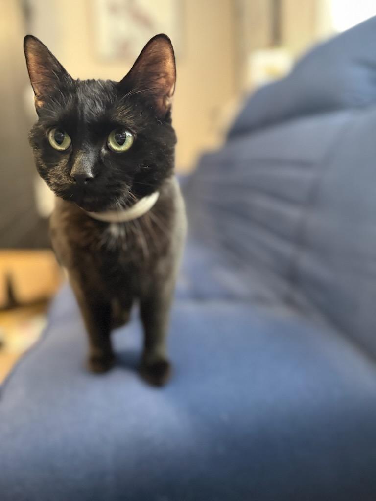 Magick, a Adoptable Domestic Short Hair image 5/6