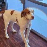 JAY #20040045 Virginia, adopted, Adult Male Brittany Spaniel.
