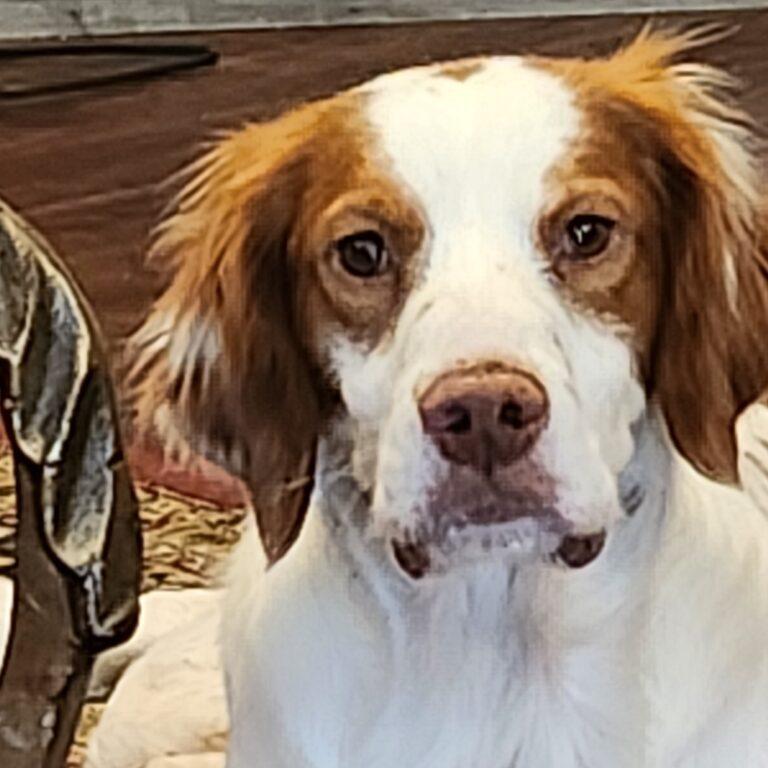 Enlarge JAY    #20040045     Virginia, an adopted Brittany Spaniel in Altoona, PA image 2/2
