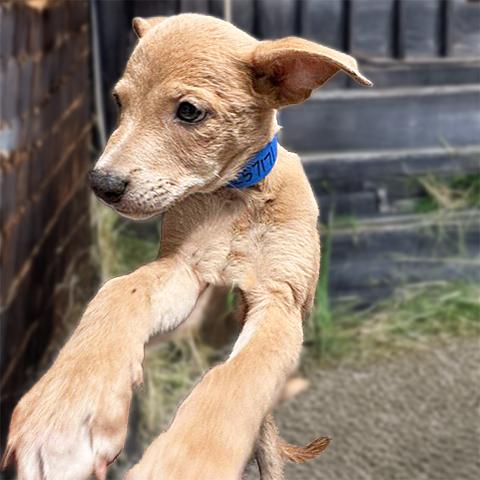 Enlarge Rodrick, a Adoptable mixed breed in Thousand Oaks, CA image 1/1