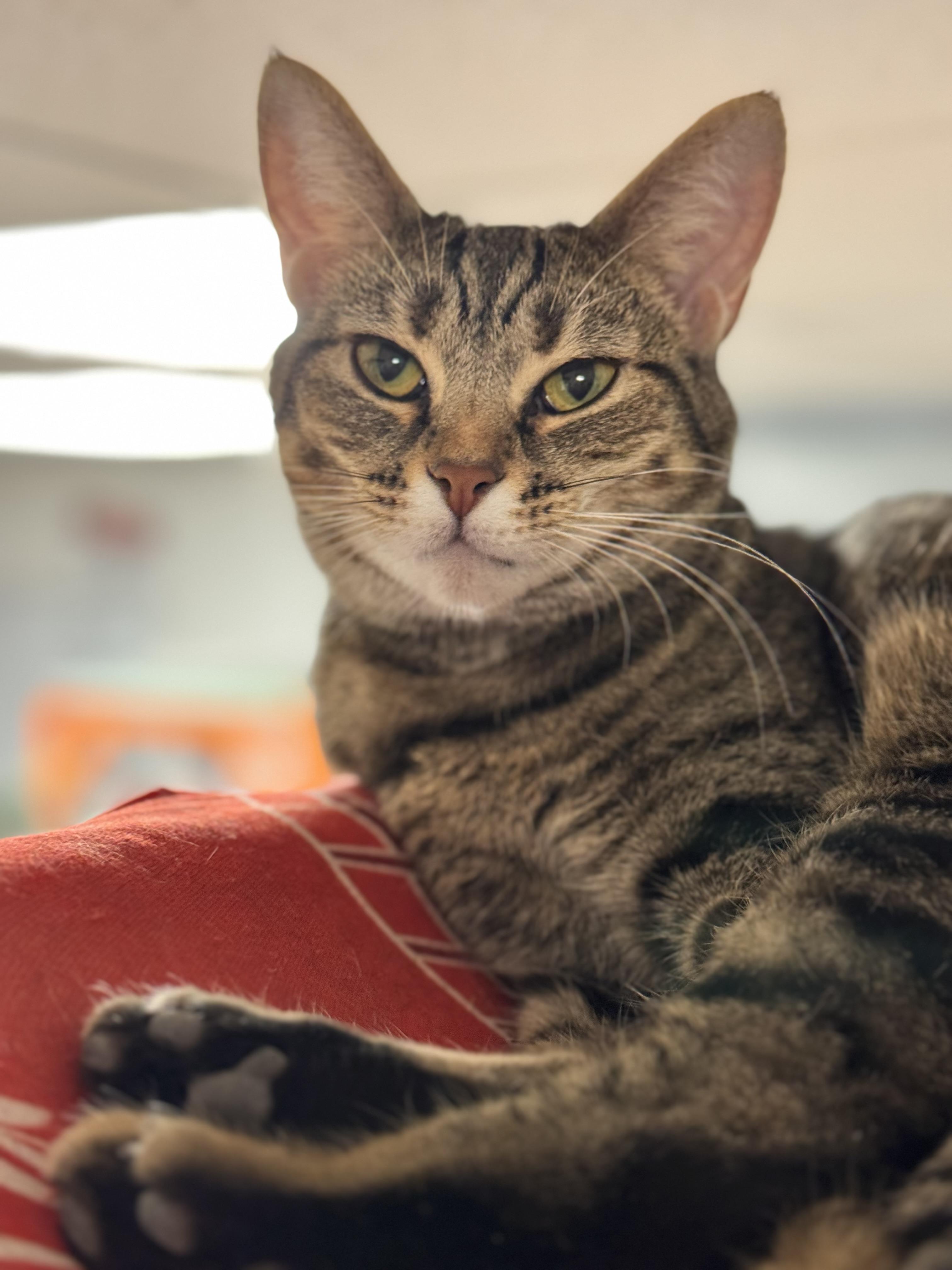 Enlarge Mia, a Adoptable American Shorthair in Erie, PA image 4/5