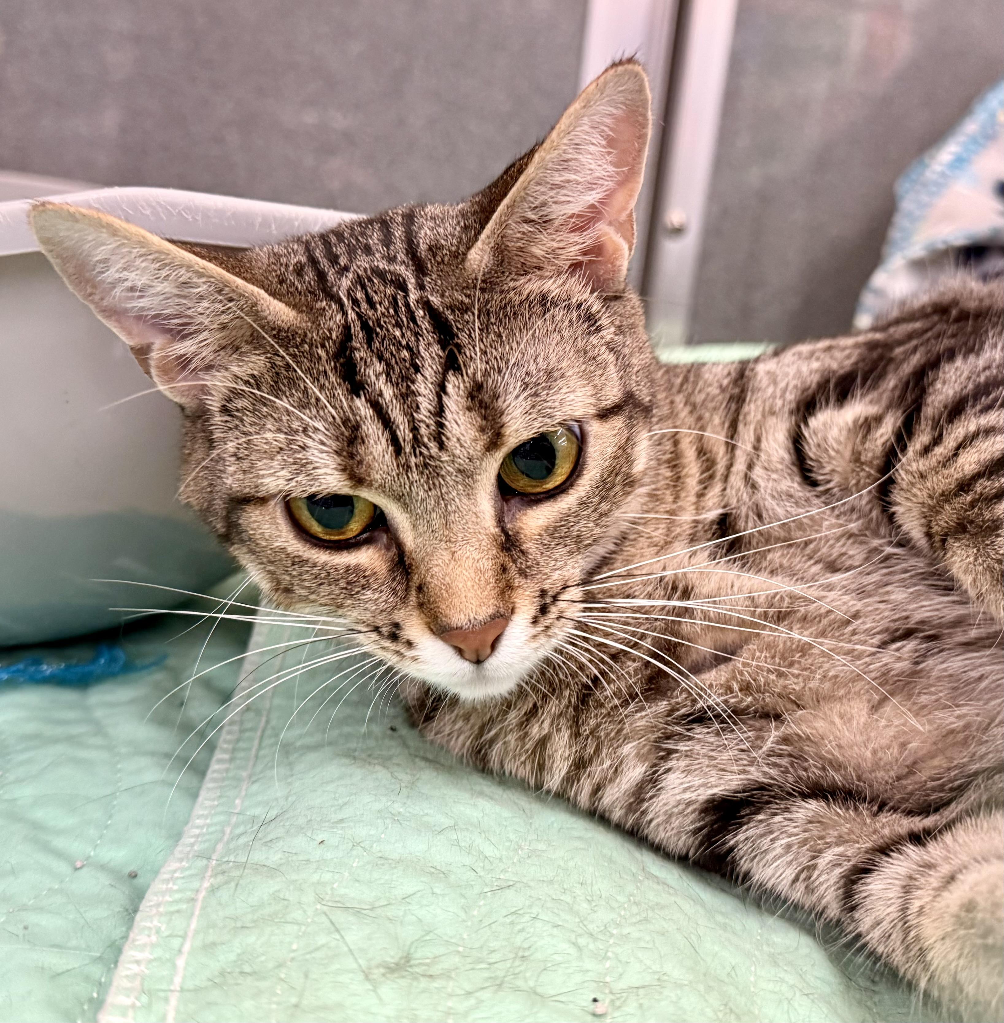 Mia, Adoptable, Adult Female American Shorthair.