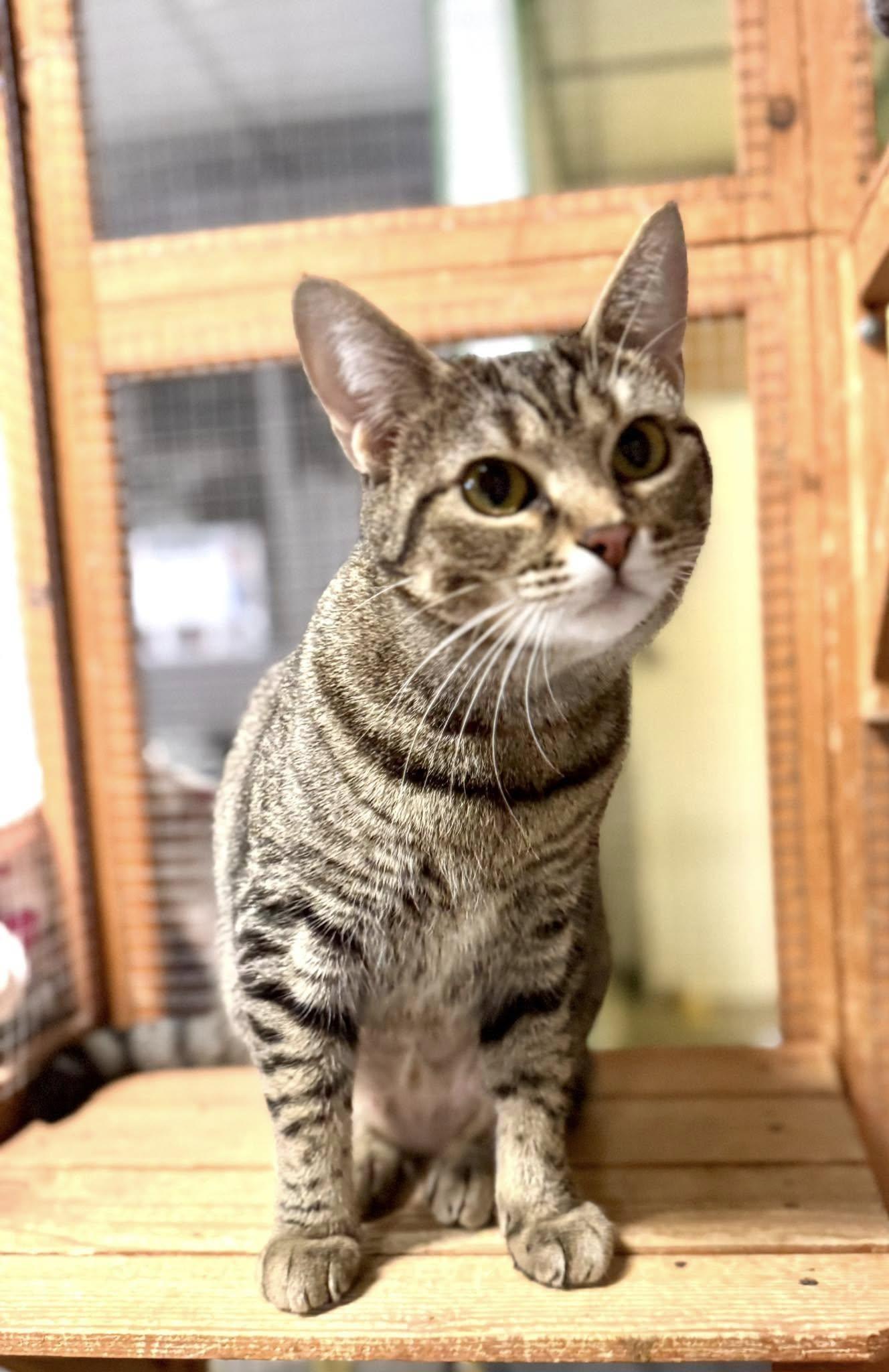 Mia, a Adoptable American Shorthair in Erie, PA image 2/2