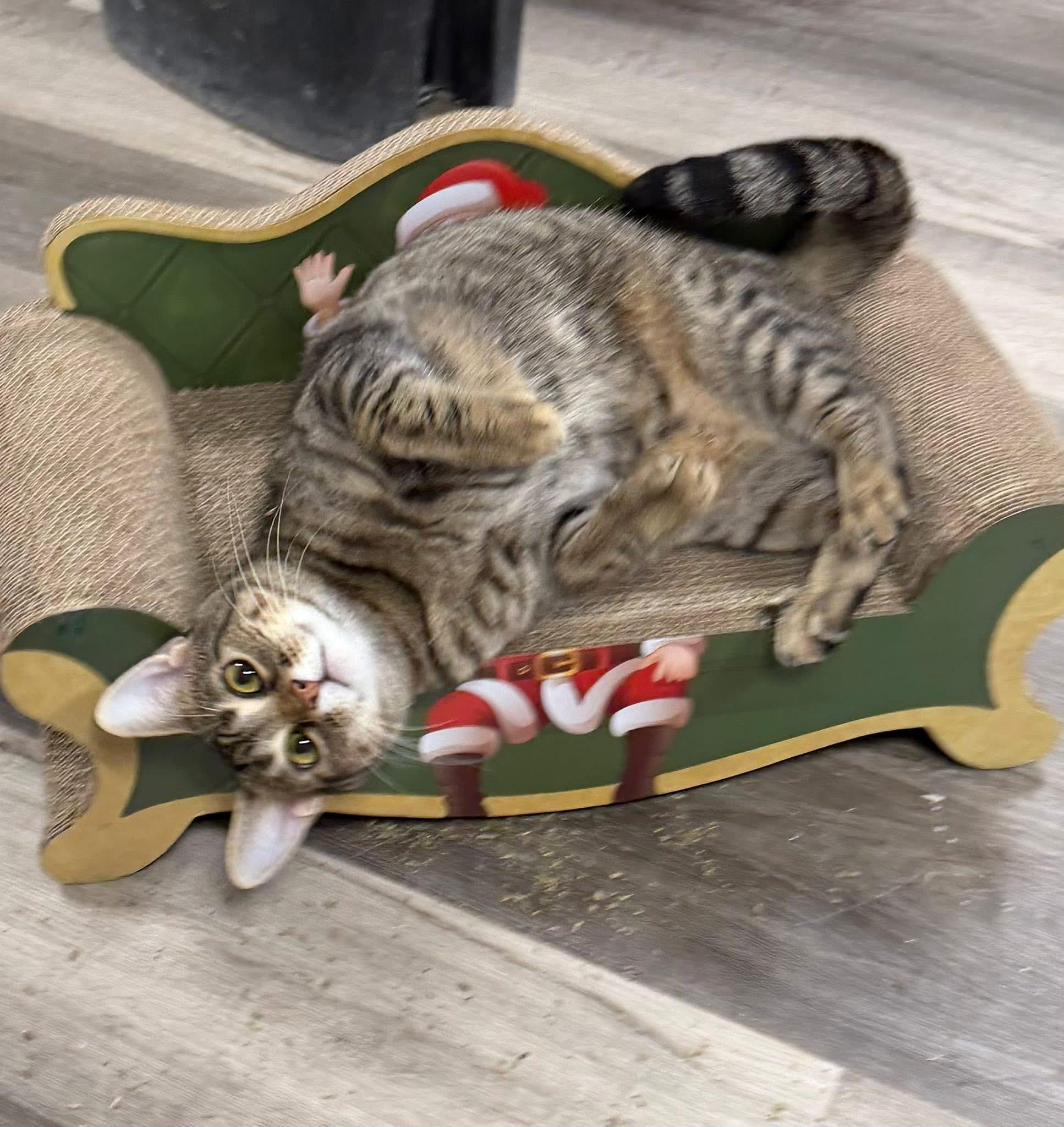 Enlarge Mia, a Adoptable American Shorthair in Erie, PA image 3/5