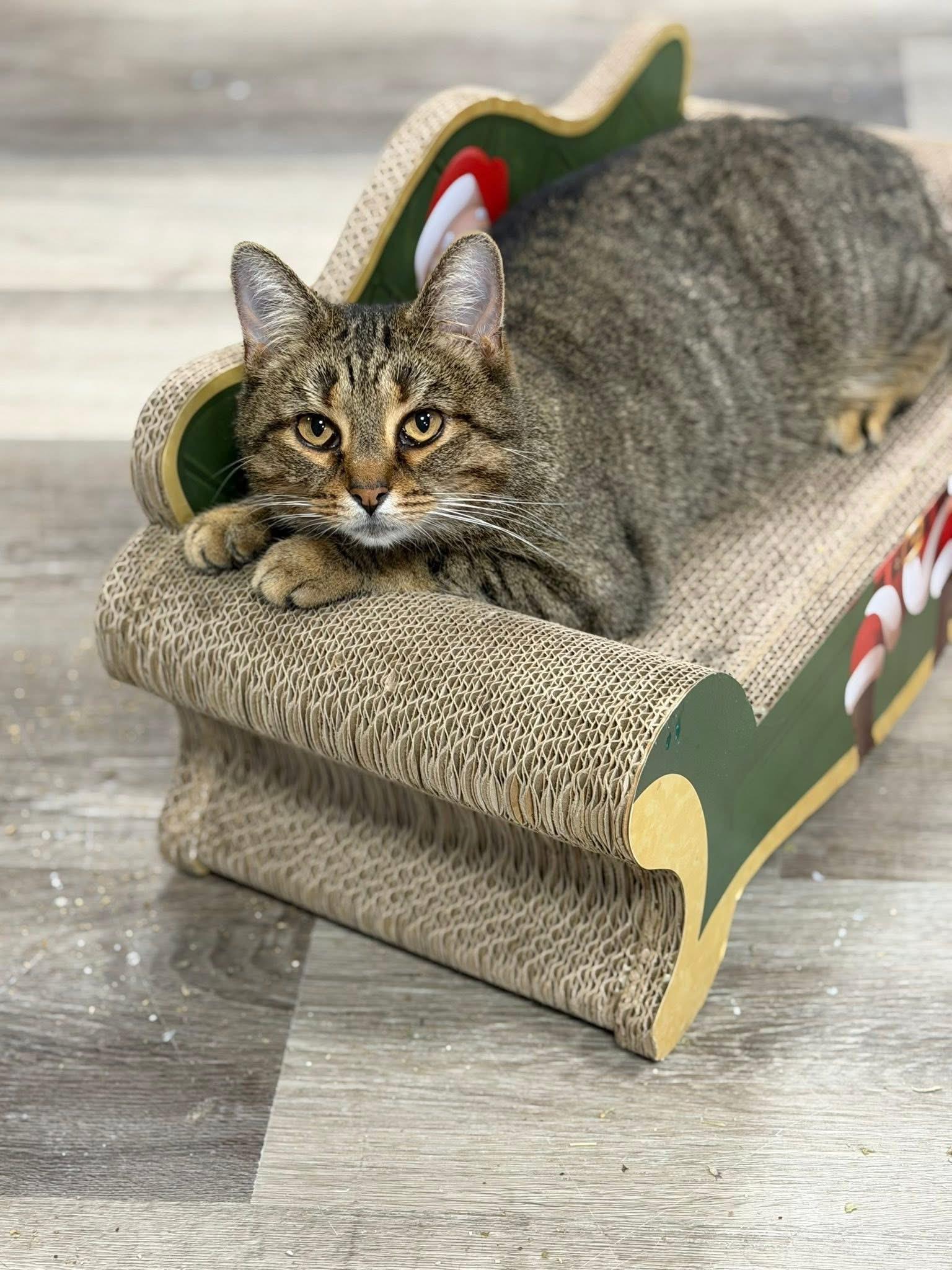 Enlarge Mia, a Adoptable American Shorthair in Erie, PA image 5/5