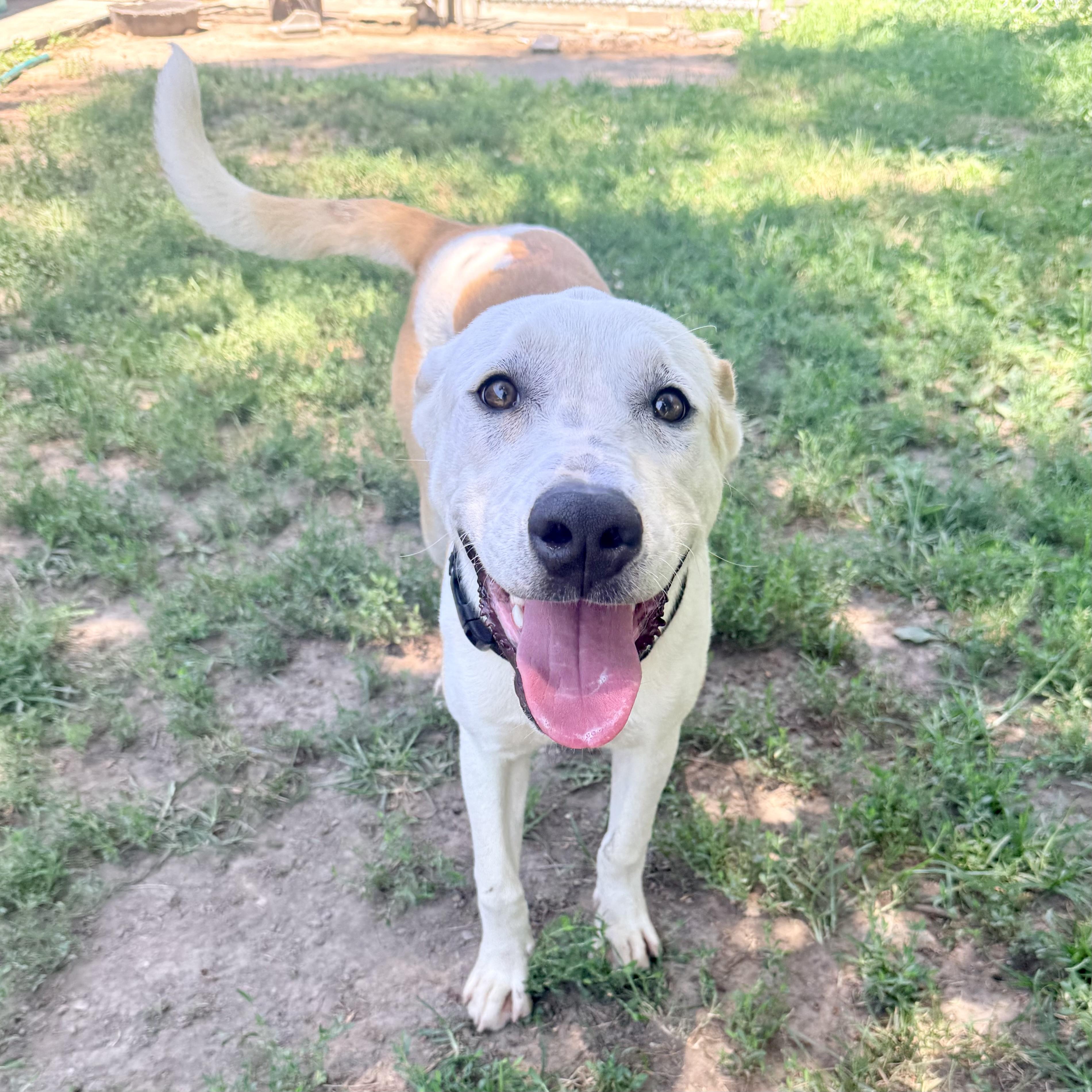Bolt, a ADOPTABLE Mixed Breed in Albany, MO image 1/6
