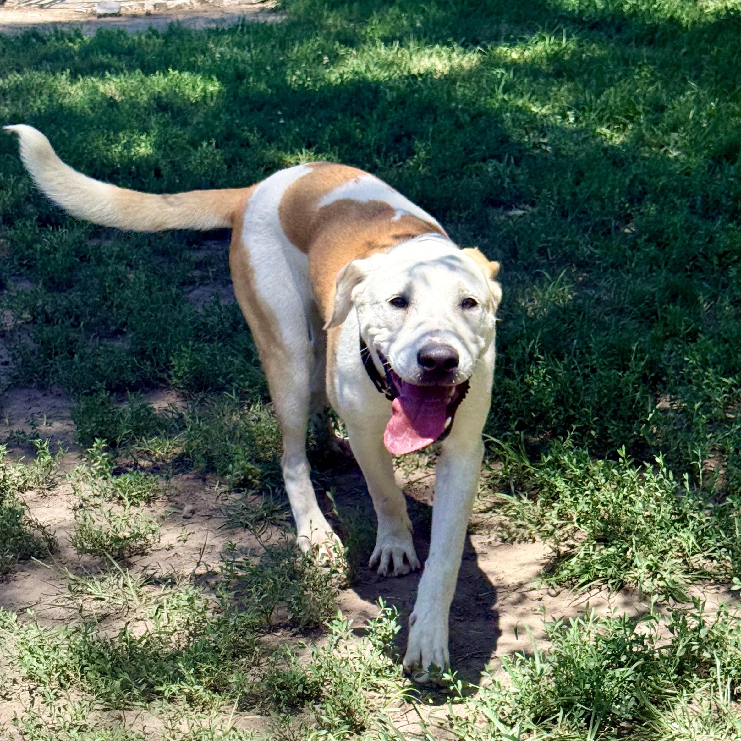 Bolt, a ADOPTABLE Mixed Breed in Albany, MO image 2/6