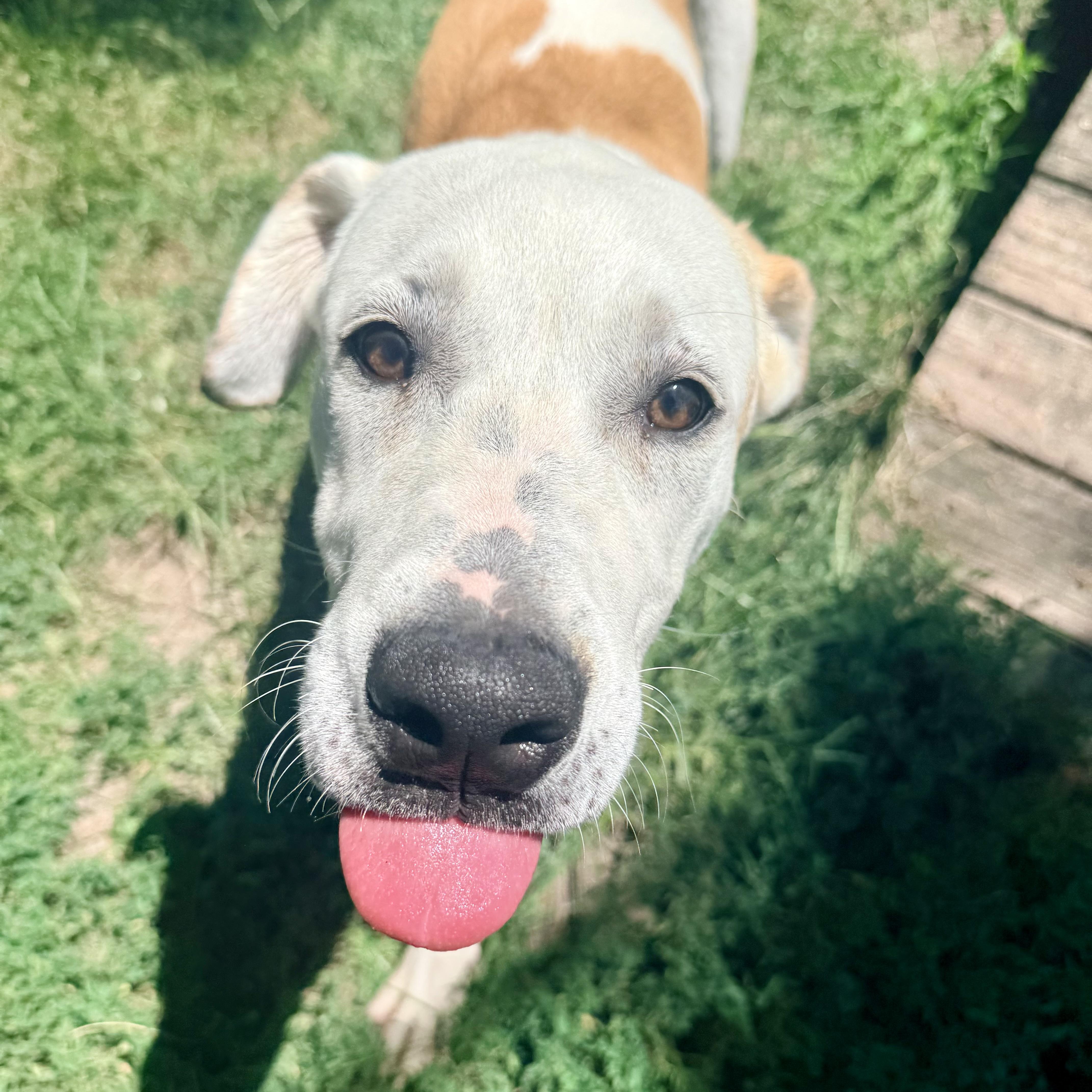 Bolt, a ADOPTABLE Mixed Breed in Albany, MO image 5/6