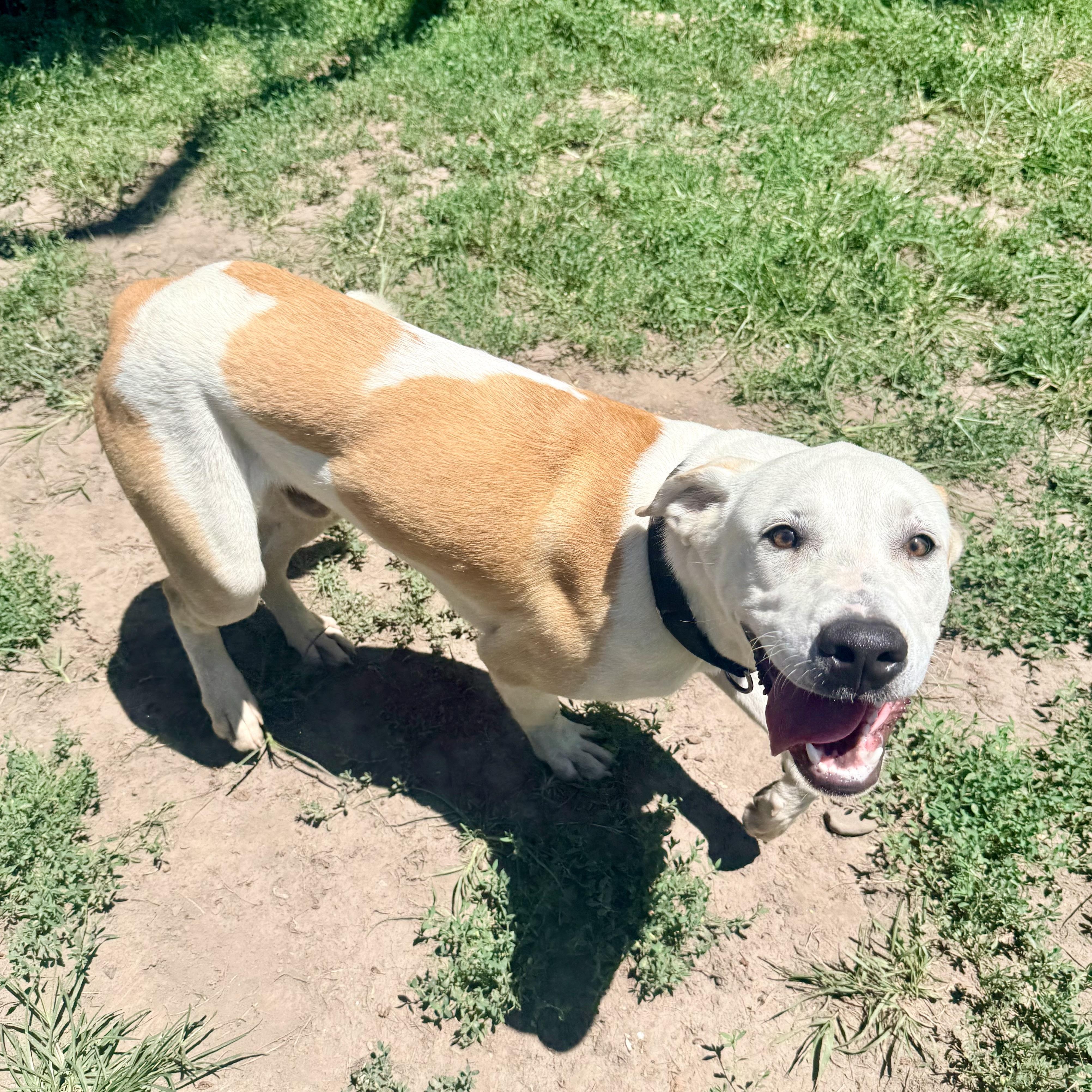 Bolt, a ADOPTABLE Mixed Breed in Albany, MO image 6/6