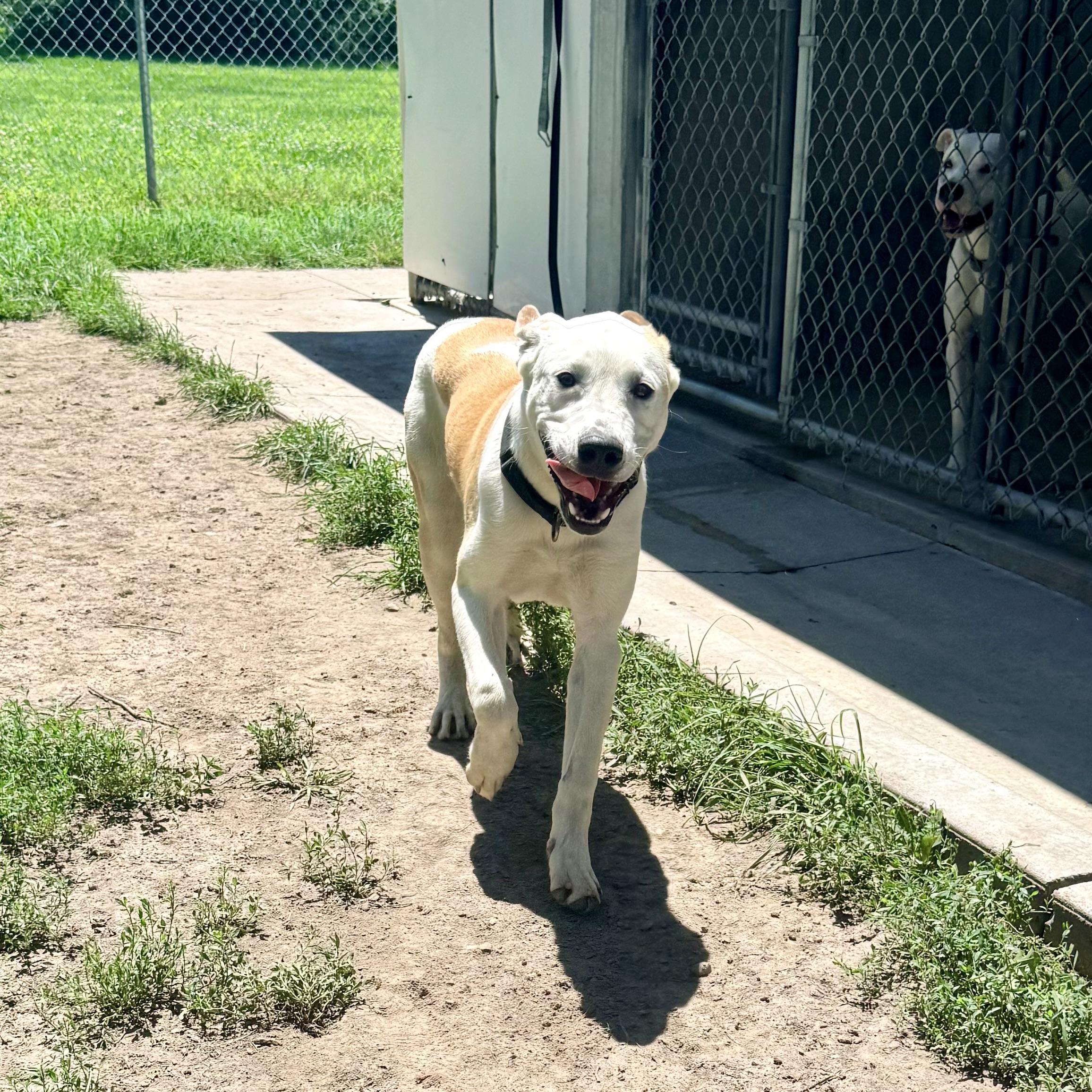 Bolt, a ADOPTABLE Mixed Breed in Albany, MO image 4/6