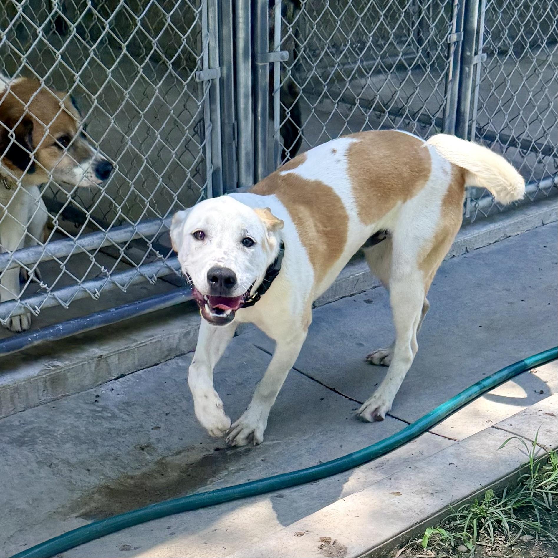 Bolt, a ADOPTABLE Mixed Breed in Albany, MO image 3/6