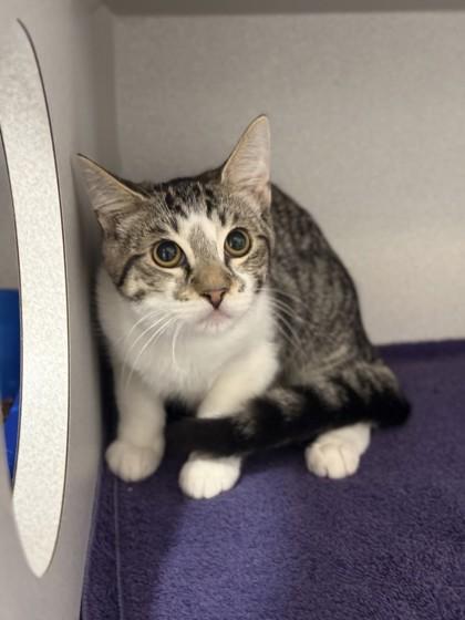 Enlarge *Rye, an adopted mixed breed in Red Bluff, CA image 1/1