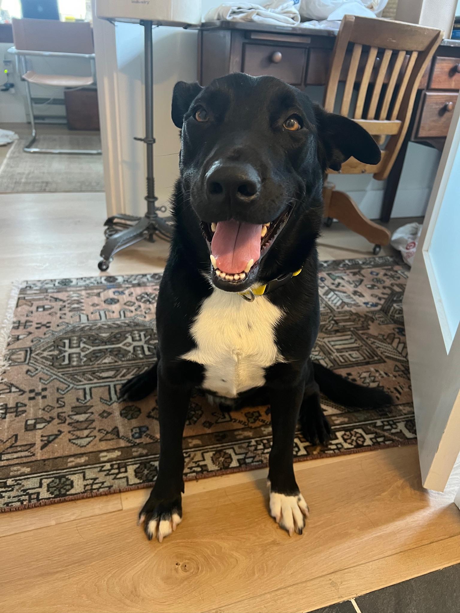 Enlarge Dylan, a Adoptable mixed breed in San Francisco, CA image 5/6