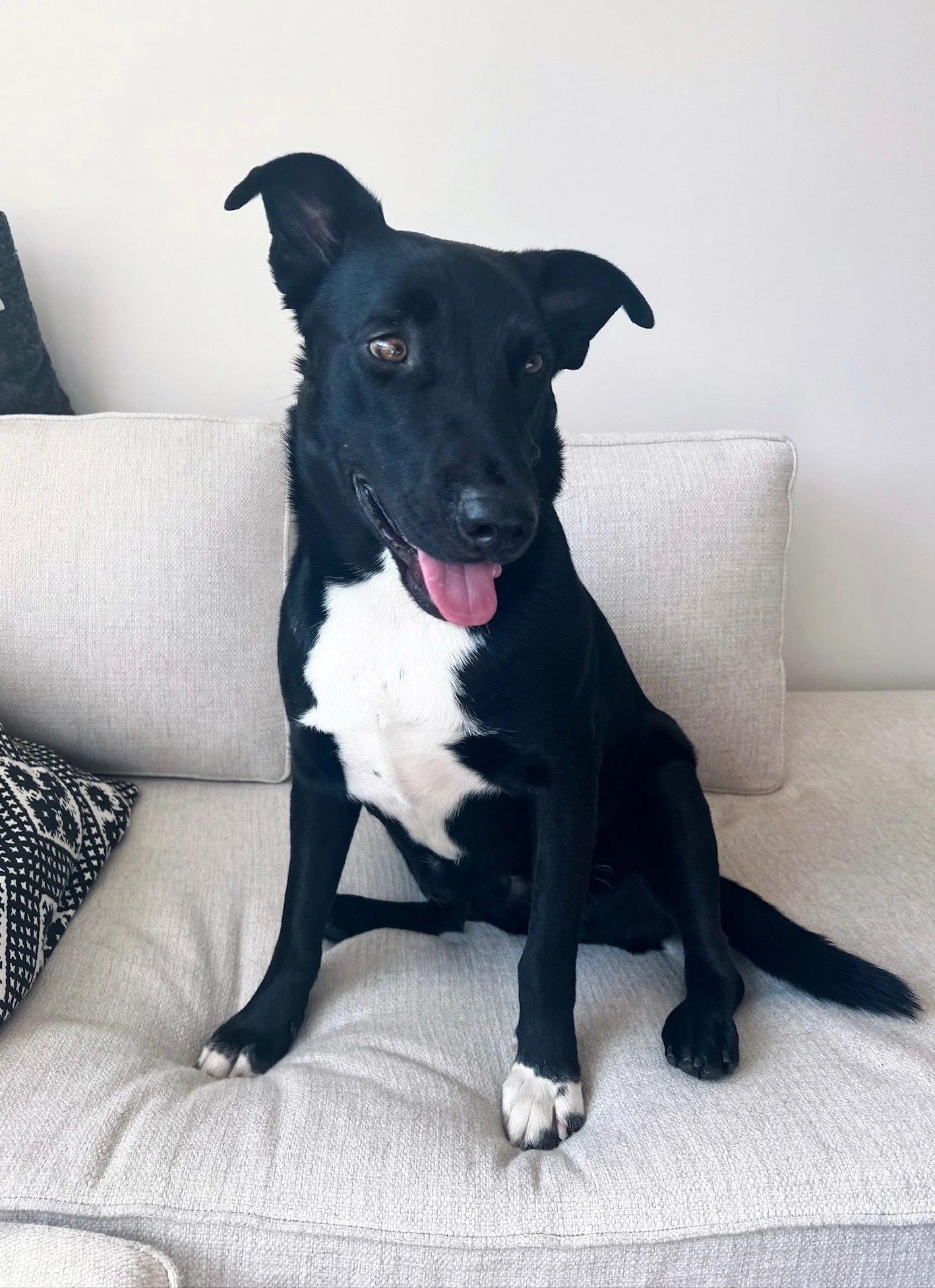 Enlarge Dylan, a Adoptable mixed breed in San Francisco, CA image 1/6