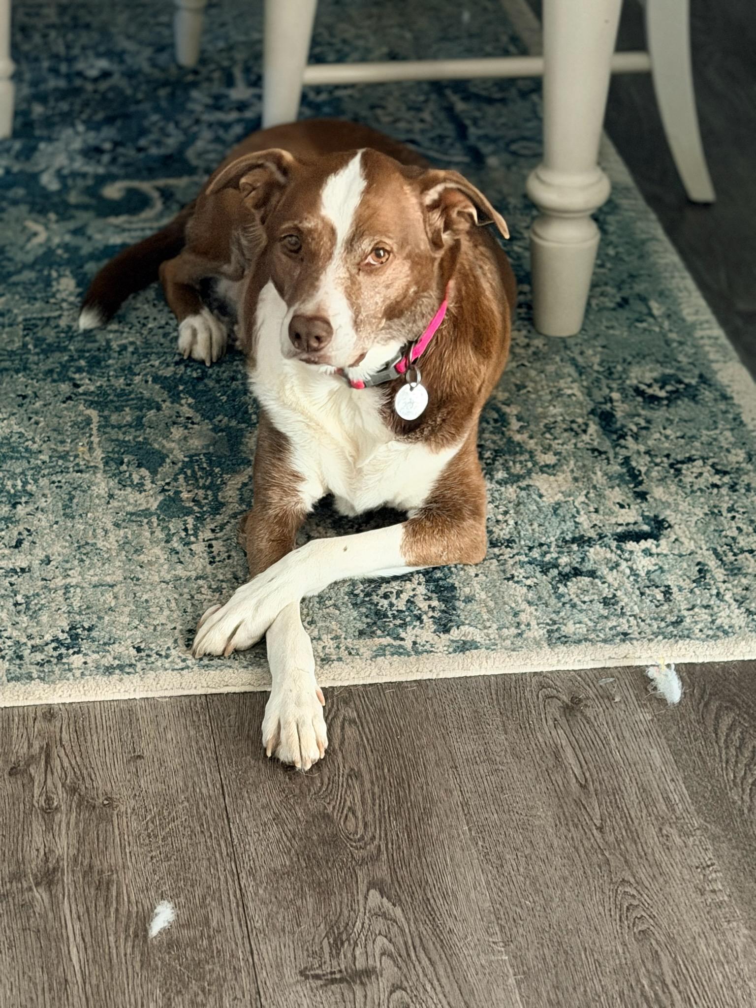Penny (& Jax), a Adoptable mixed breed in Wayne, NJ image 3/4