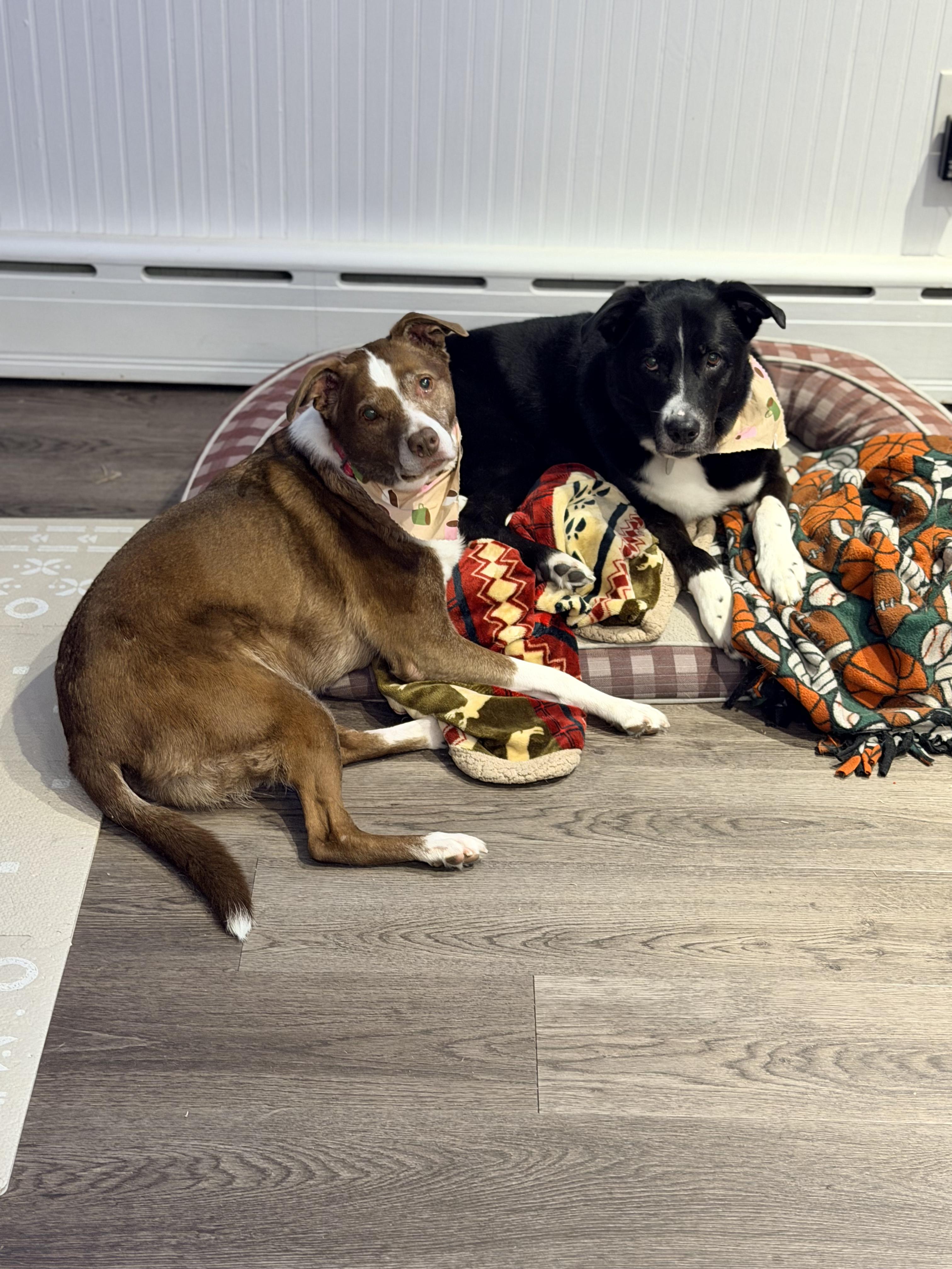 Penny (& Jax), a Adoptable mixed breed in Wayne, NJ image 1/4
