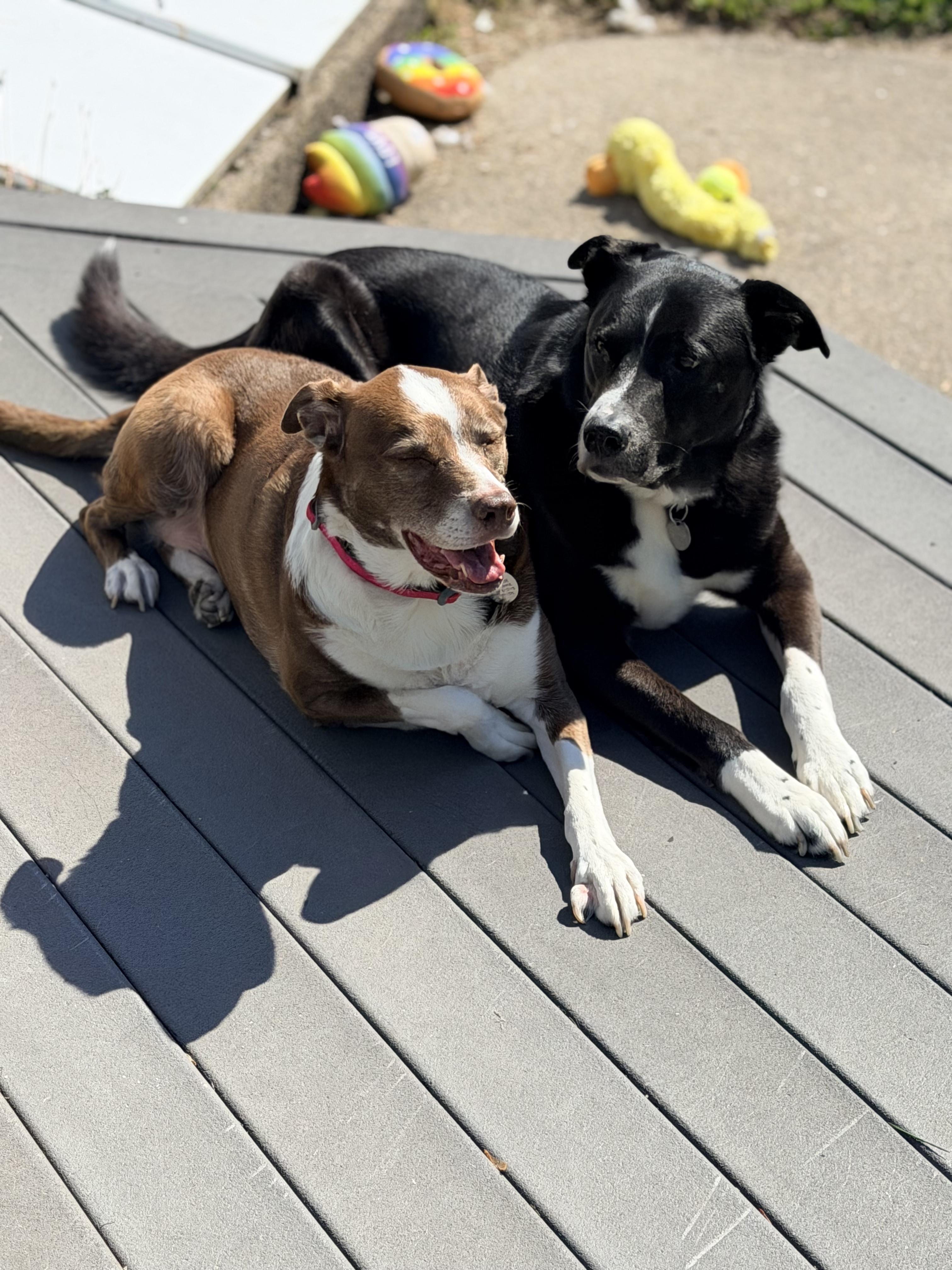 Penny (& Jax), a Adoptable mixed breed in Wayne, NJ image 2/4