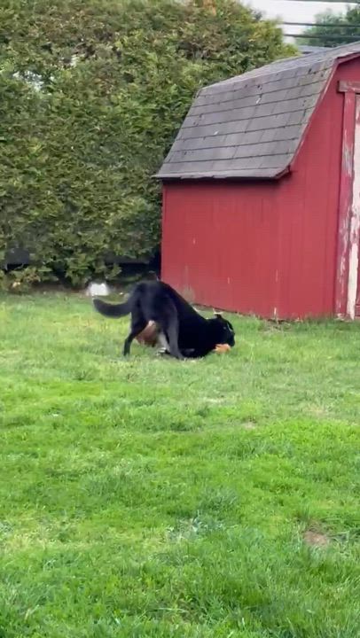 Enlarge Penny (& Jax), a Adoptable mixed breed in Wayne, NJ video 4/4