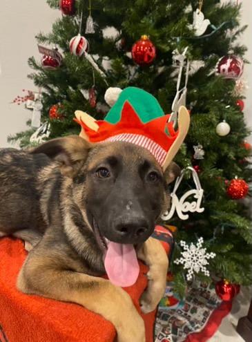 Enlarge Nyla, a Adopted mixed breed in Rocklin , CA image 4/6