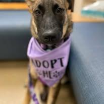 Enlarge Nyla, a Adopted mixed breed in Rocklin , CA image 6/6