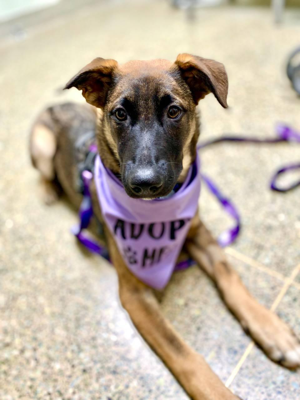 Nyla, Adopted, Young Female German Shepherd Dog & Siberian Husky.