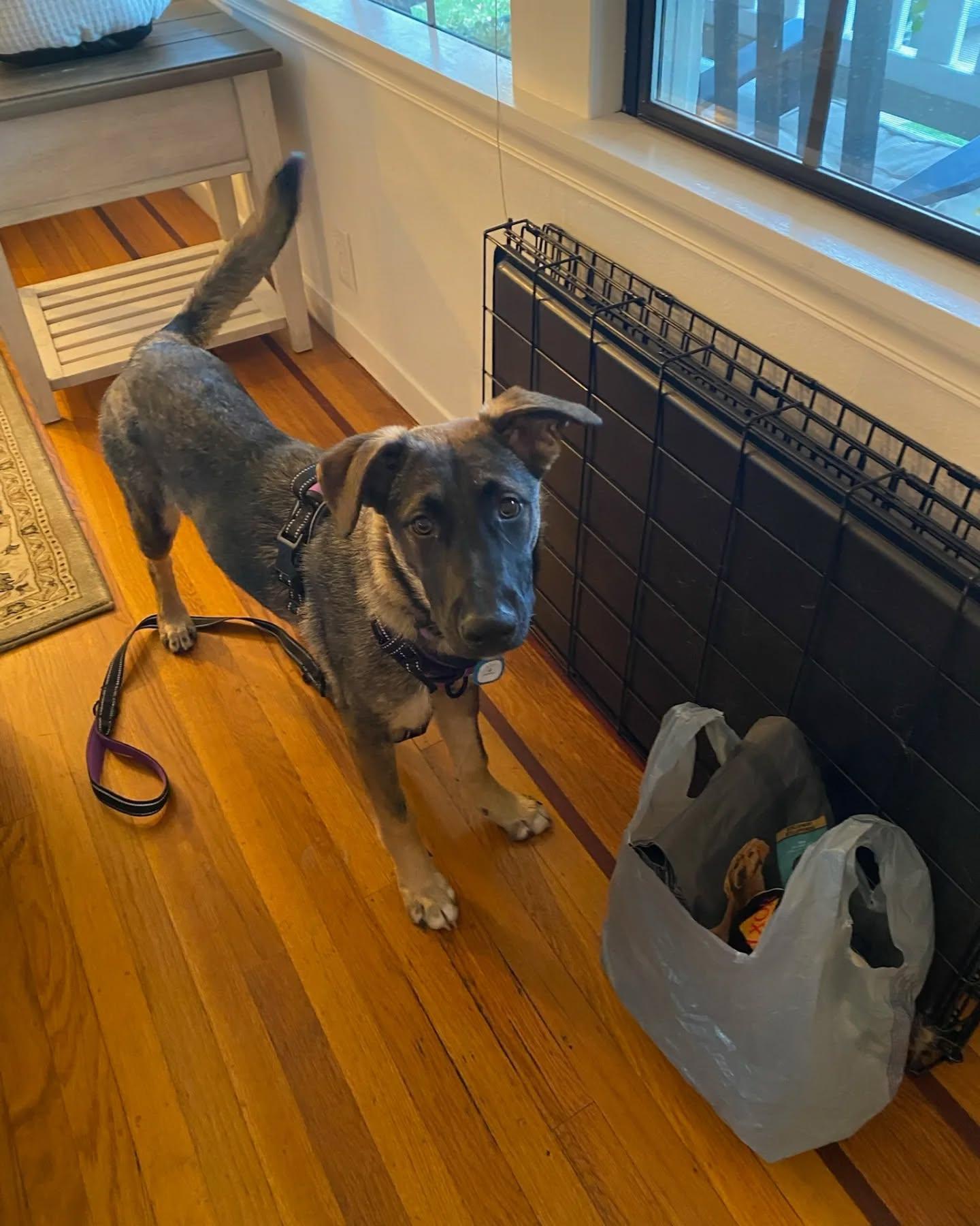 Enlarge Nyla, a Adopted mixed breed in Rocklin , CA image 2/6