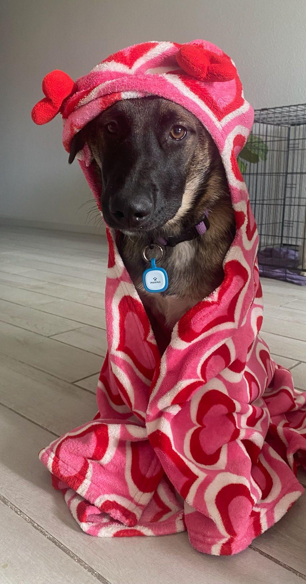 Enlarge Nyla, a Adopted mixed breed in Rocklin , CA image 3/6