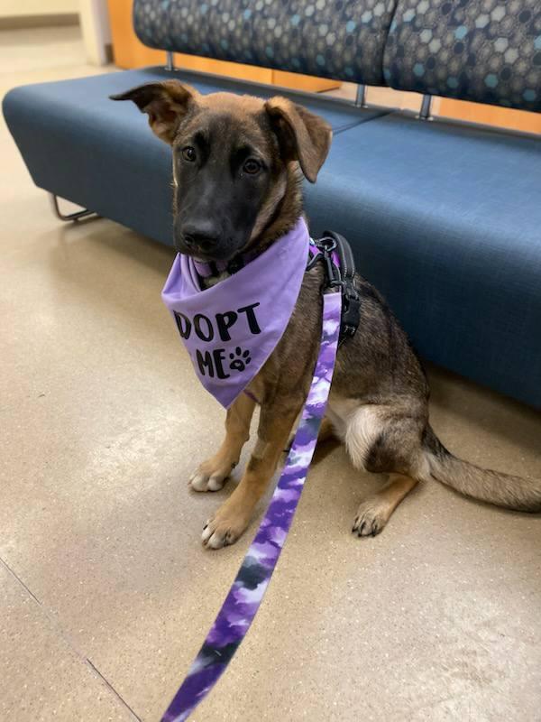 Enlarge Nyla, a Adopted mixed breed in Rocklin , CA image 5/6