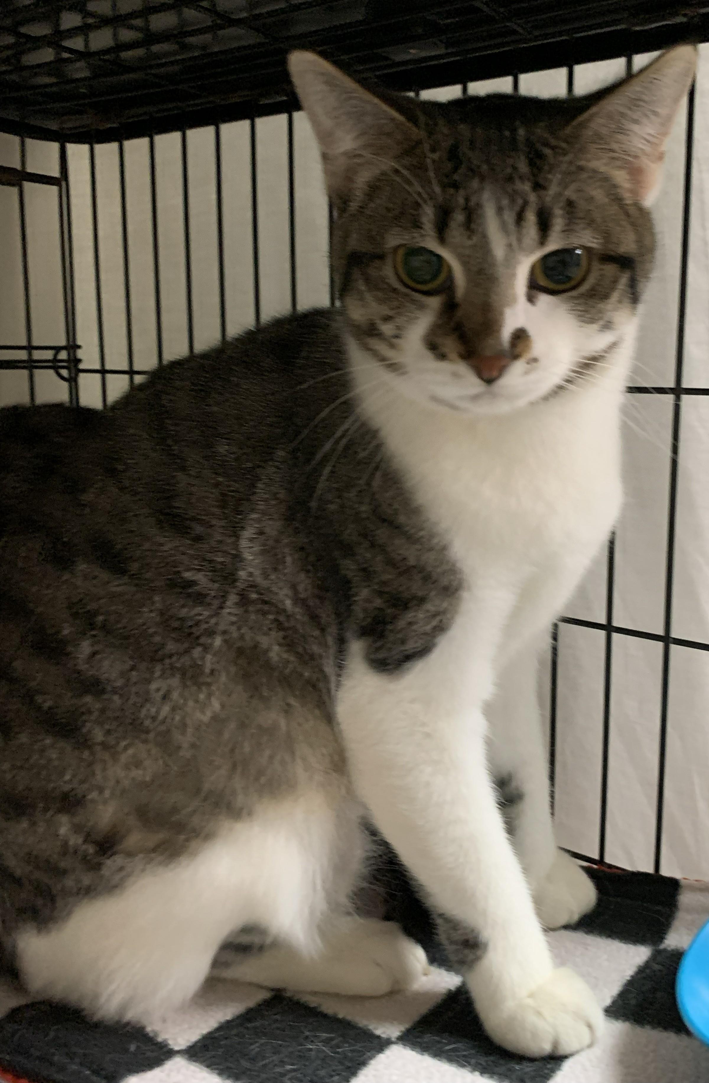 Enlarge Zariyah25, a ADOPTABLE Domestic Short Hair in Milwaukee, WI image 2/3