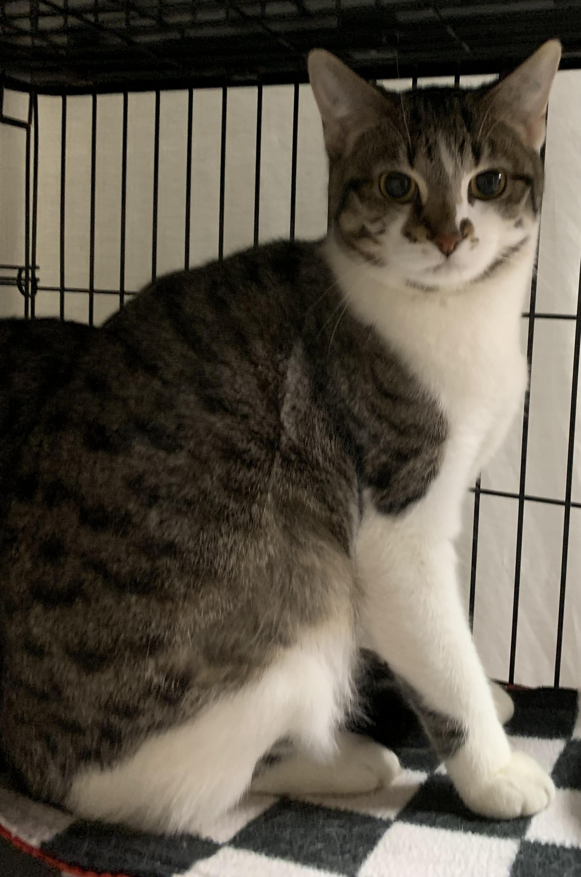 Zariyah25, ADOPTABLE, Young Female Domestic Short Hair.