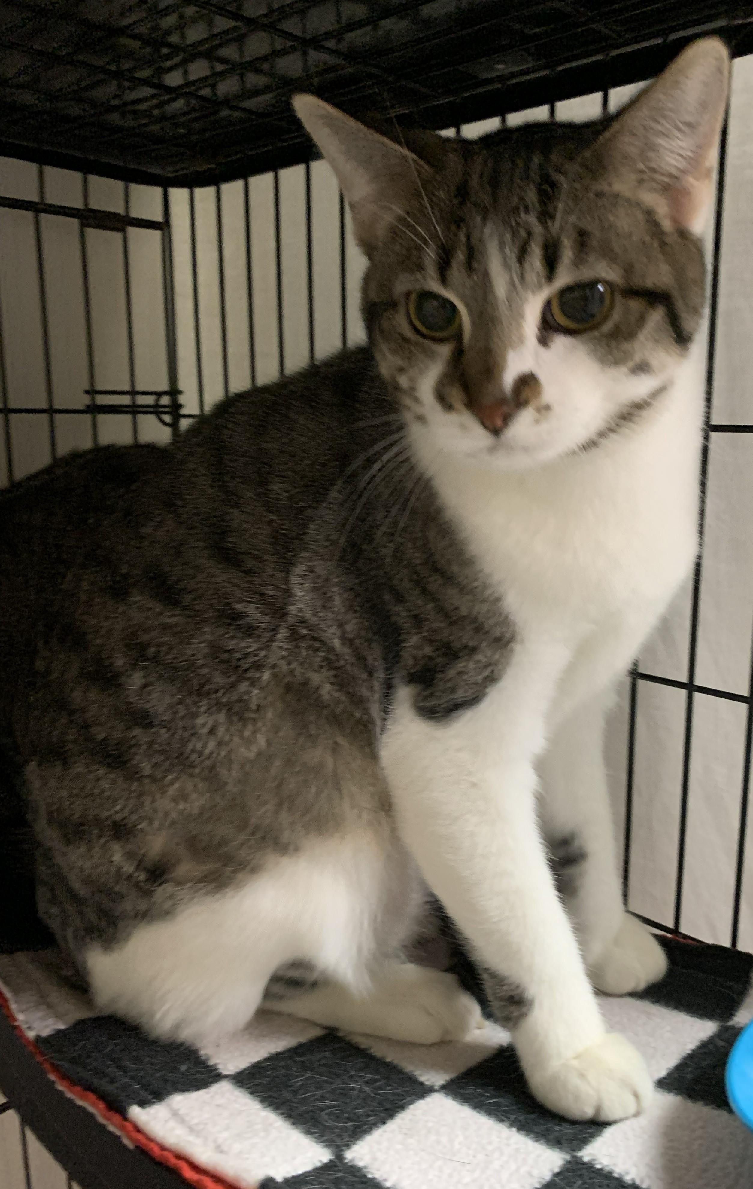 Enlarge Zariyah25, a ADOPTABLE Domestic Short Hair in Milwaukee, WI image 3/3
