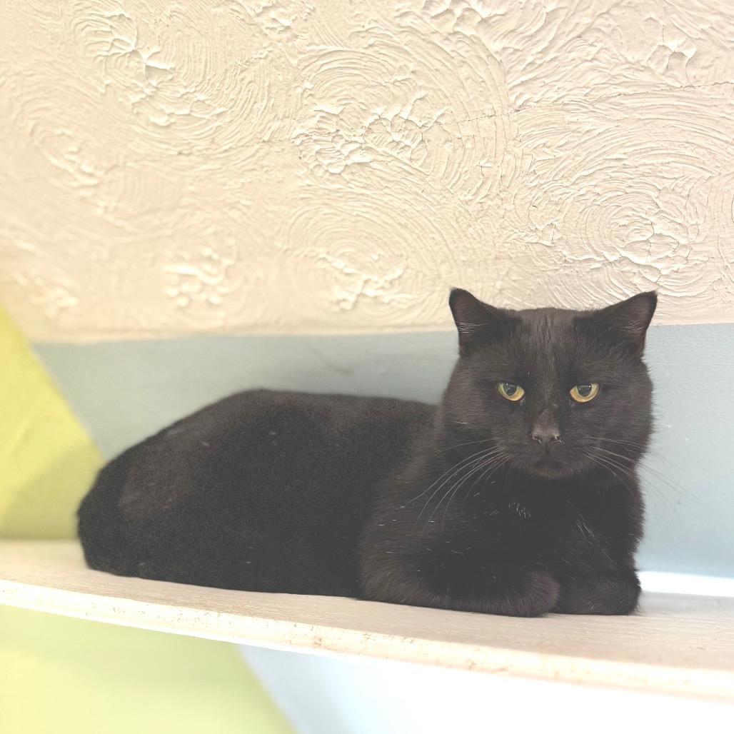 Cocoa, Adoptable, Adult Male Domestic Short Hair.