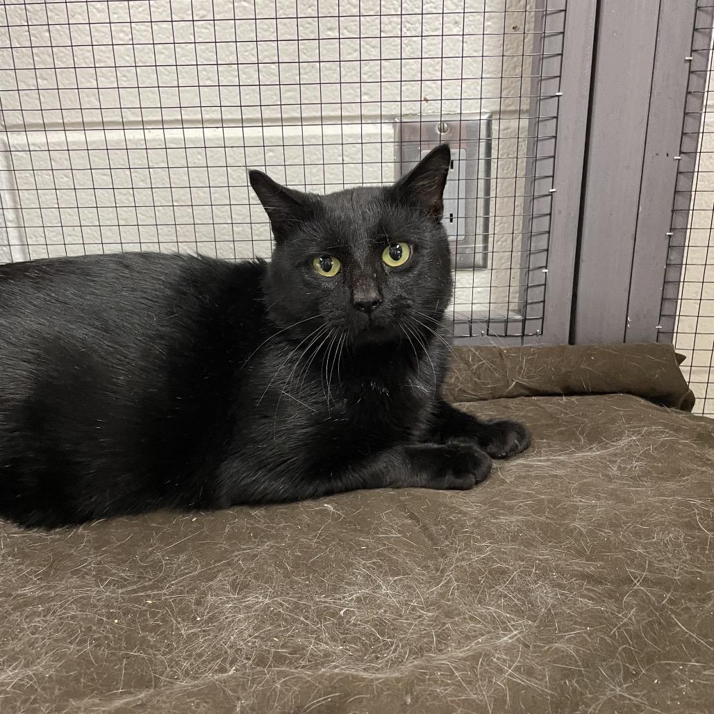 Cocoa, Adoptable, Adult Male Domestic Short Hair.